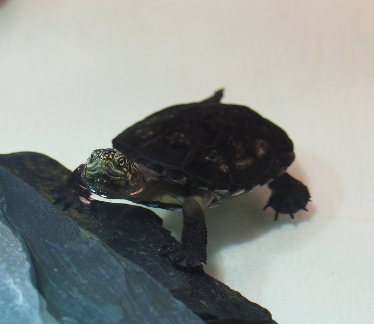 Juvenile Central African mud turtle (Pelusios chapini), 2020-06-28