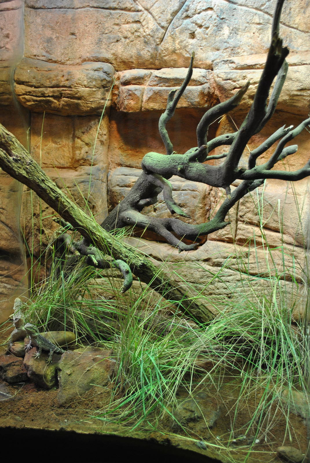 Juvenile Central Bearded Dragon Exhibit