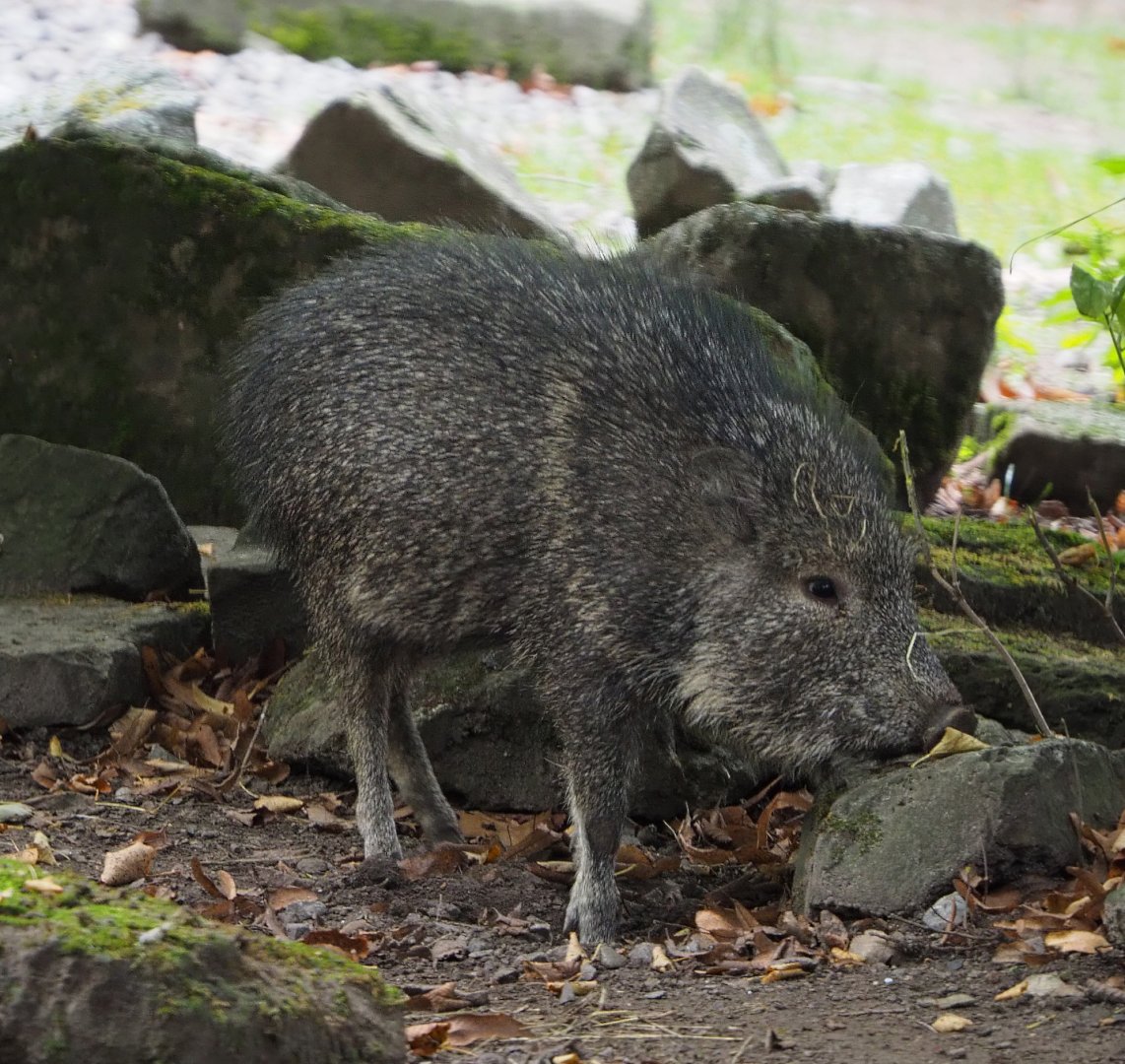 Juvenile Chacoan peccary (Catagonus wagneri), 2020-10-19