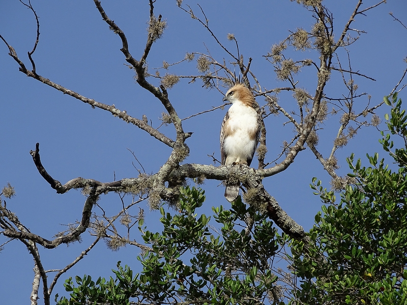 Juvenile changeable hawk-eagle