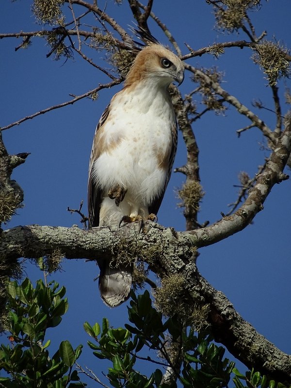 Juvenile changeable hawk-eagle