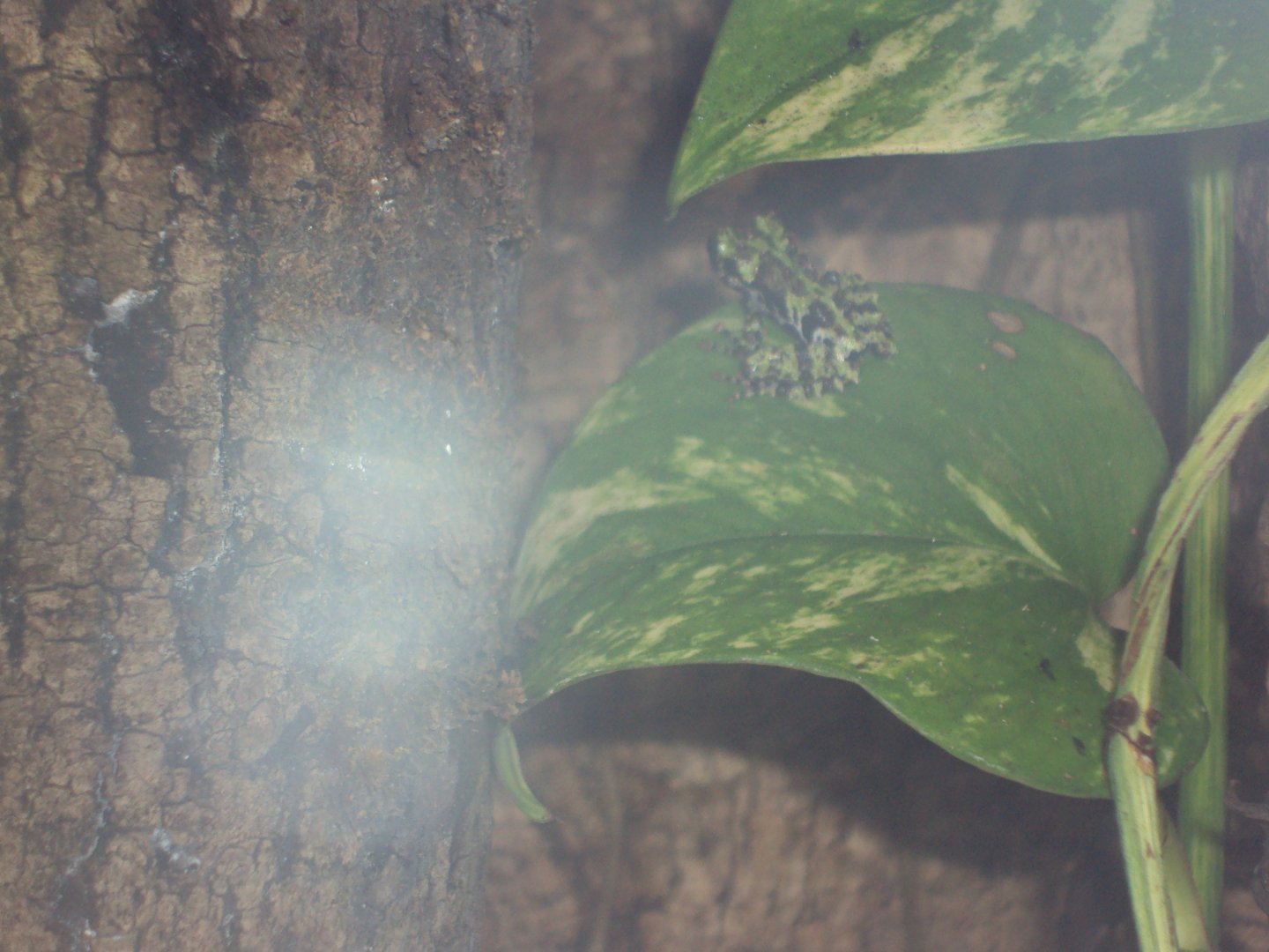 Juvenile Chapa Bug-eyed Frog (Theloderma bicolor) 27/12/2018