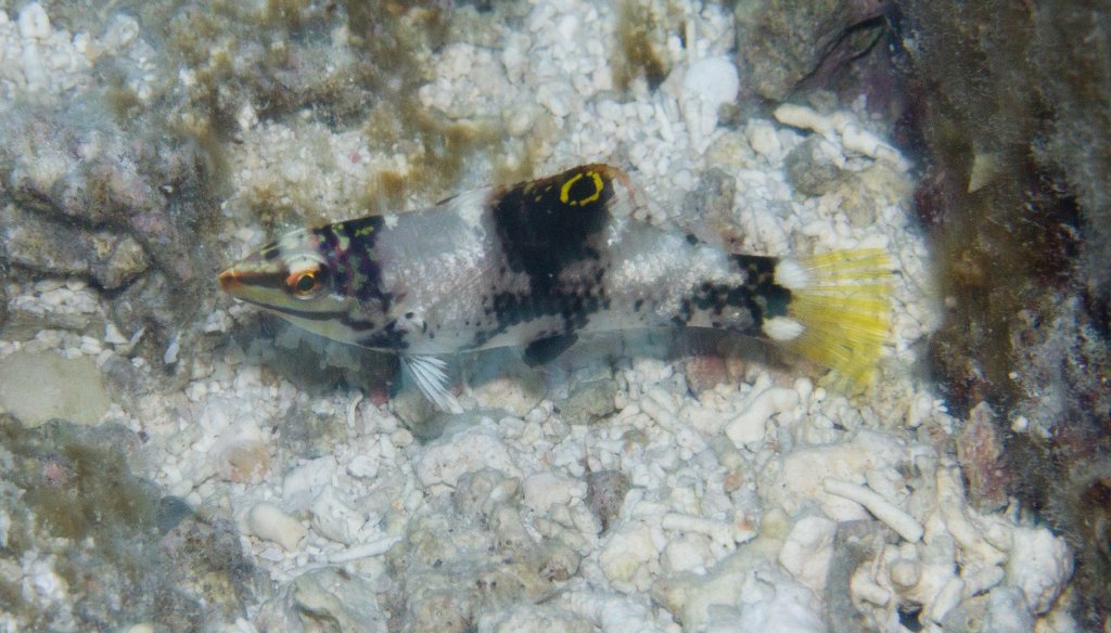 Juvenile Checkerboard Wrasse (Halichoeres hortulanus)