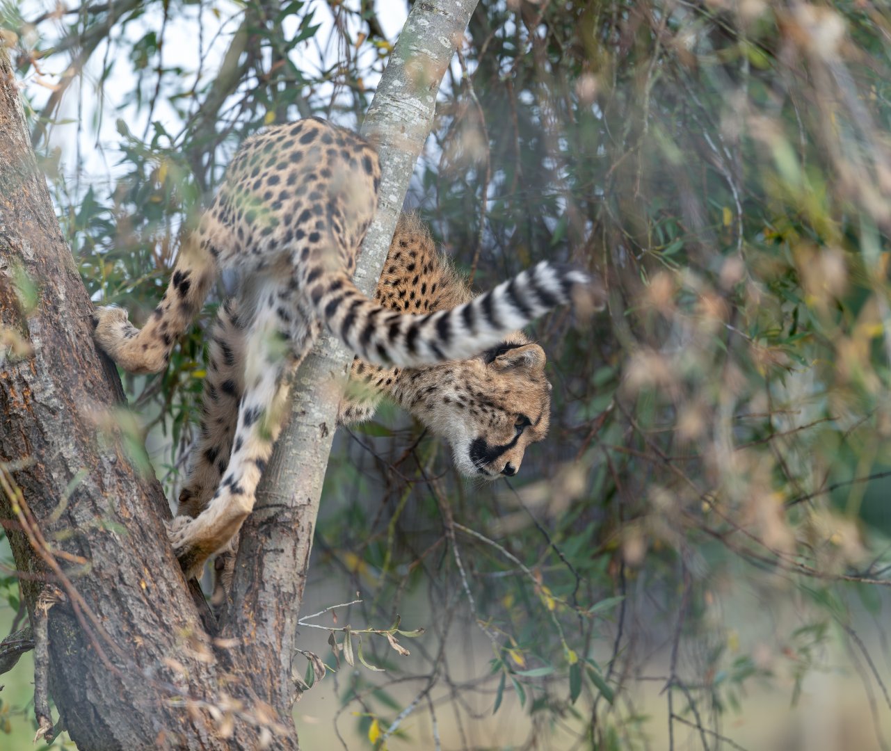 Juvenile Cheetah, Hamerton, UK