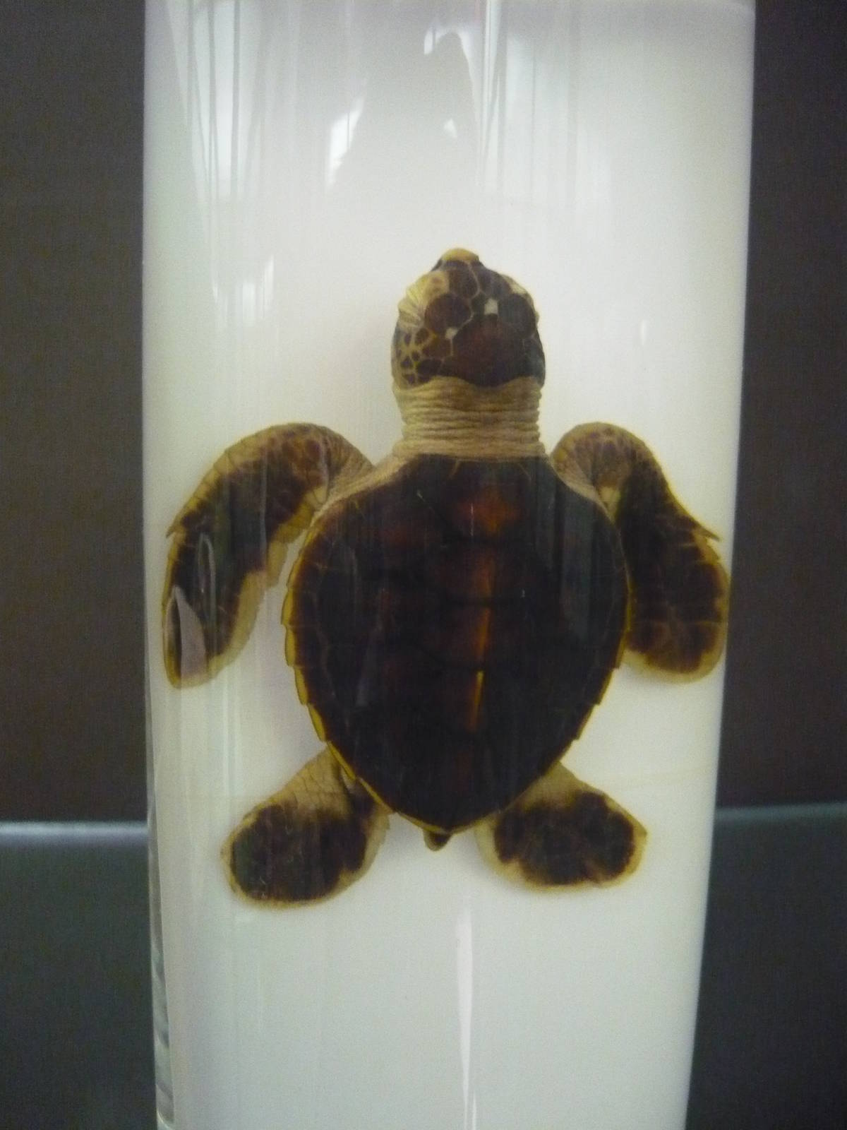 Juvenile Chelonia mydas wet specimen
