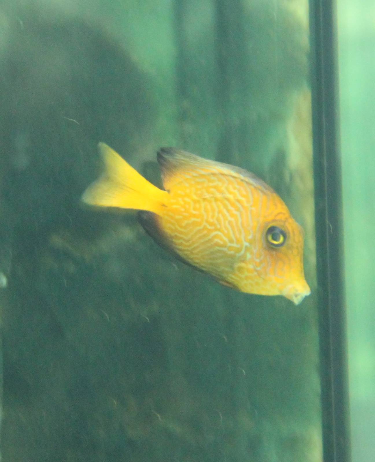 Juvenile Chevron Surgeonfish