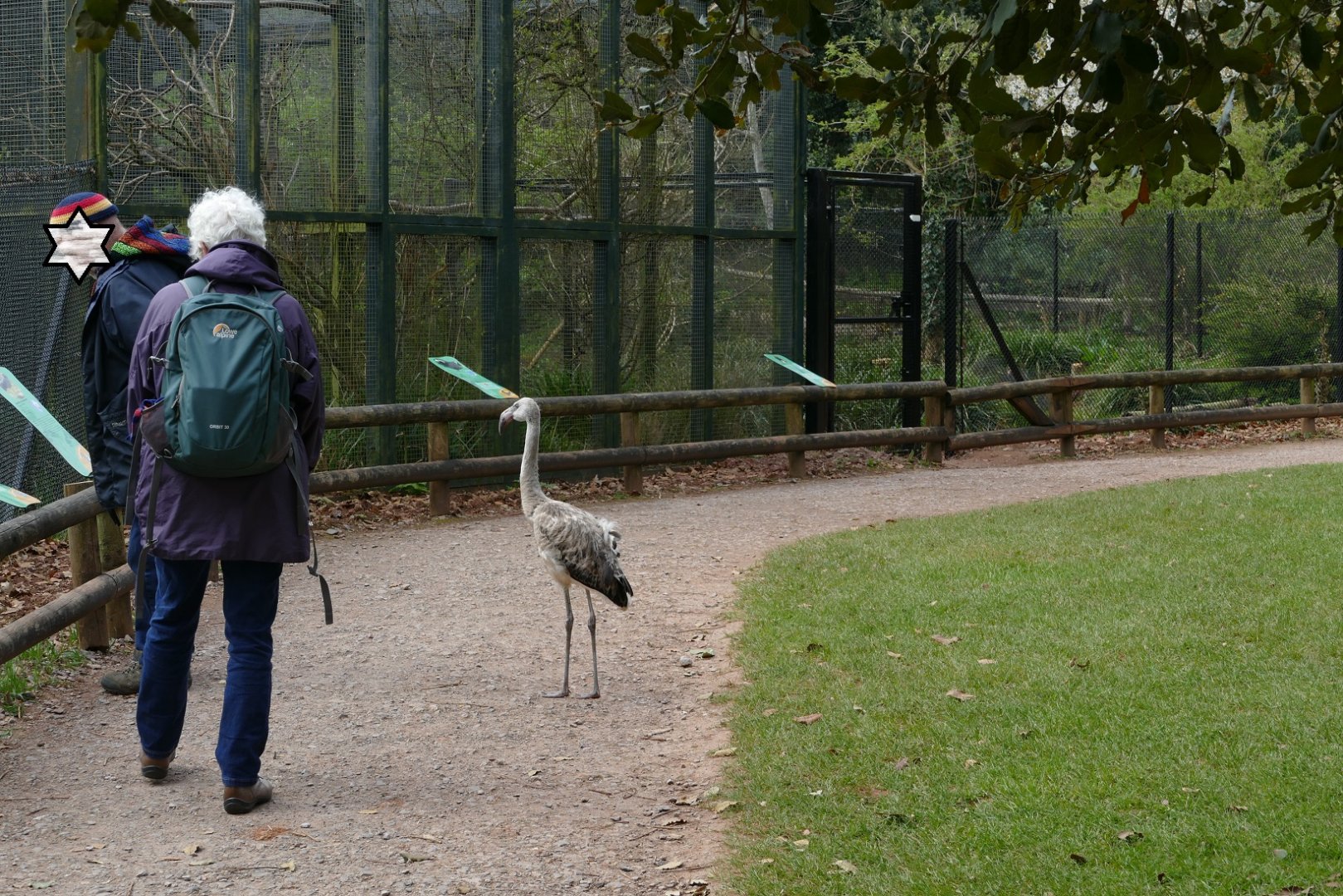 Juvenile Chilean flamingo, April 2019