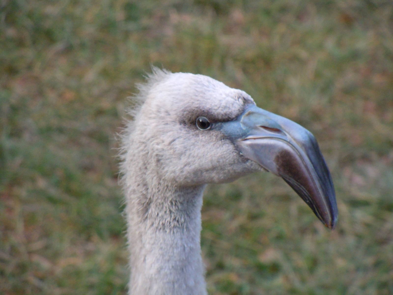 juvenile Chilean flamingo