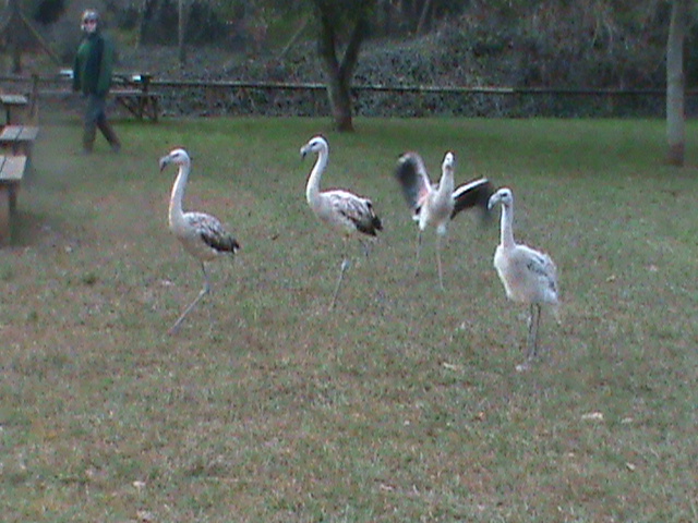 juvenile chilean flamingos 200212