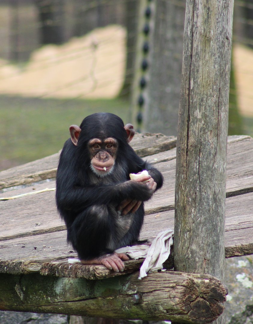 Juvenile Chimpansee