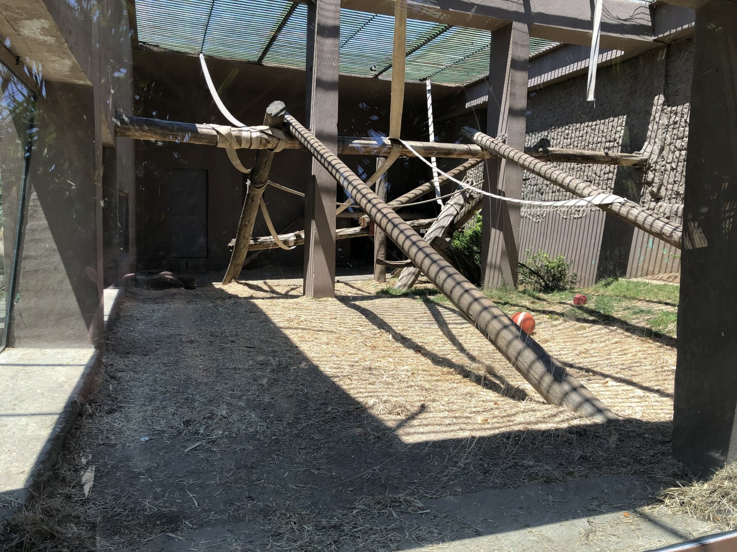 Juvenile chimpanzee exhibit