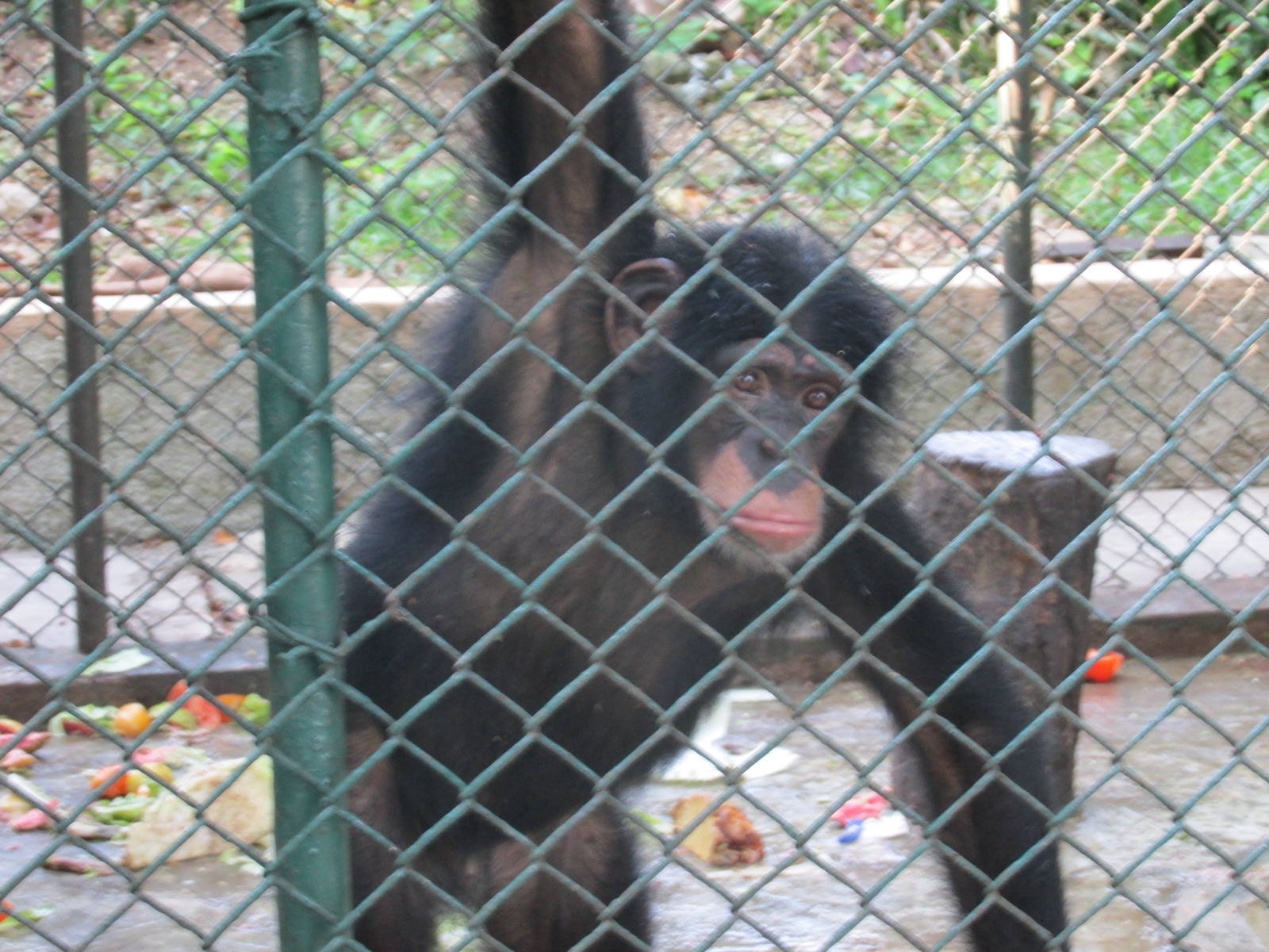 juvenile chimpanzee havana zoo