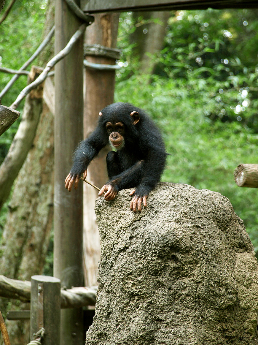 Juvenile chimpanzee