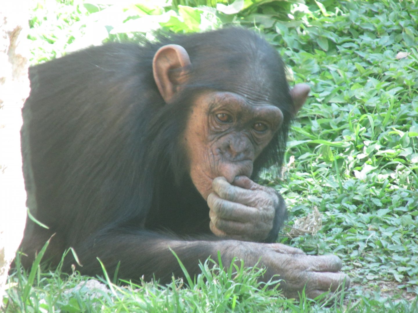 juvenile chimpanzee