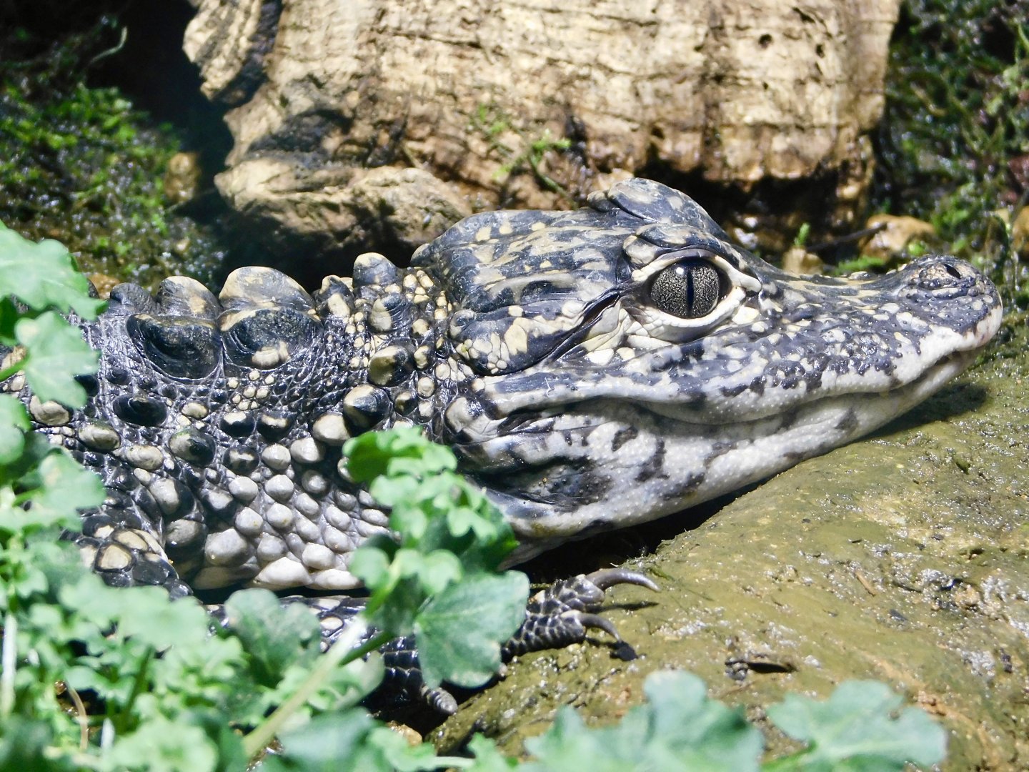 Juvenile Chinese Alligator (Alligator sinensis) August 11, 2025
