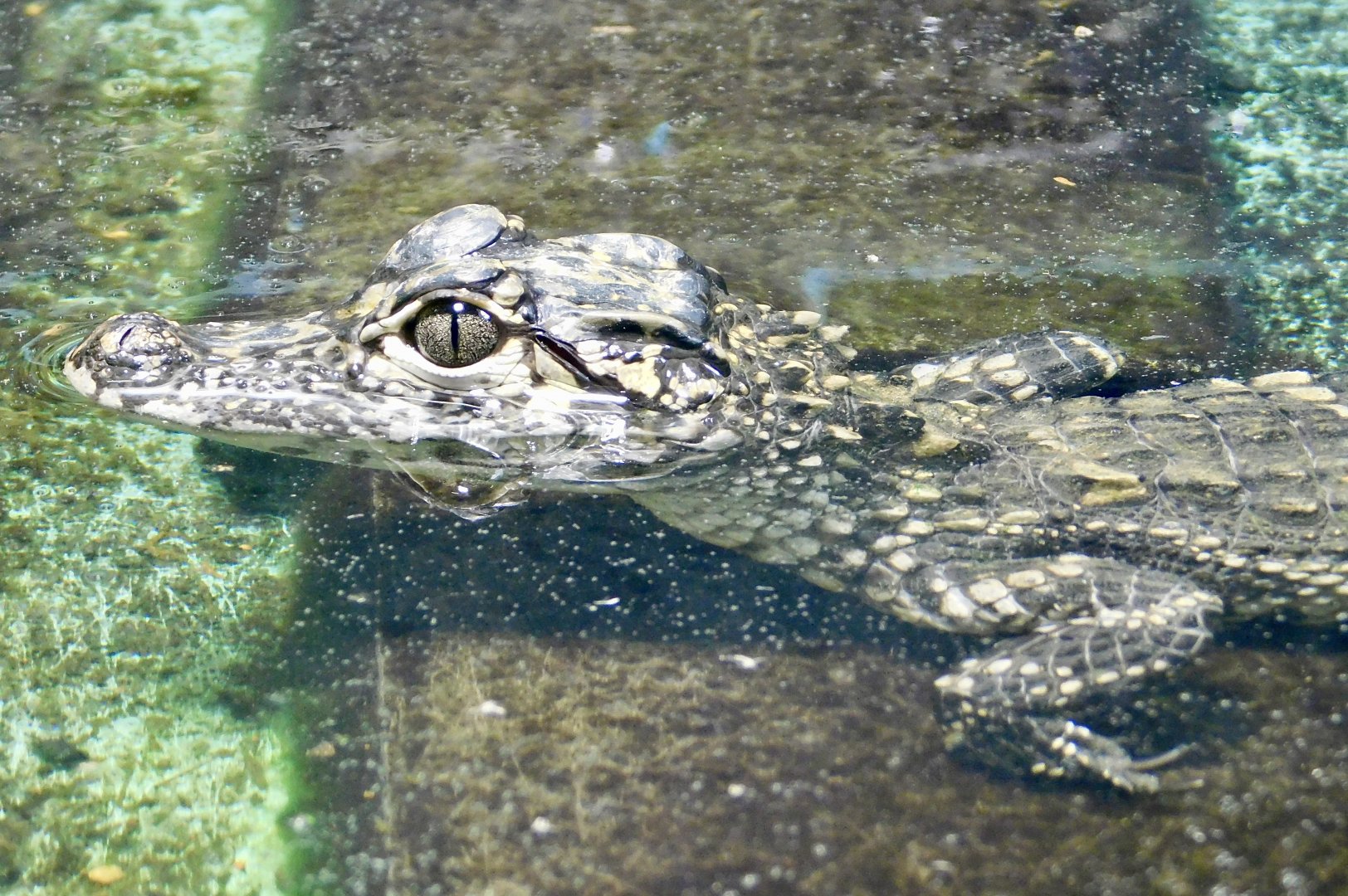 Juvenile Chinese Alligator (Alligator sinensis) August 2, 2025