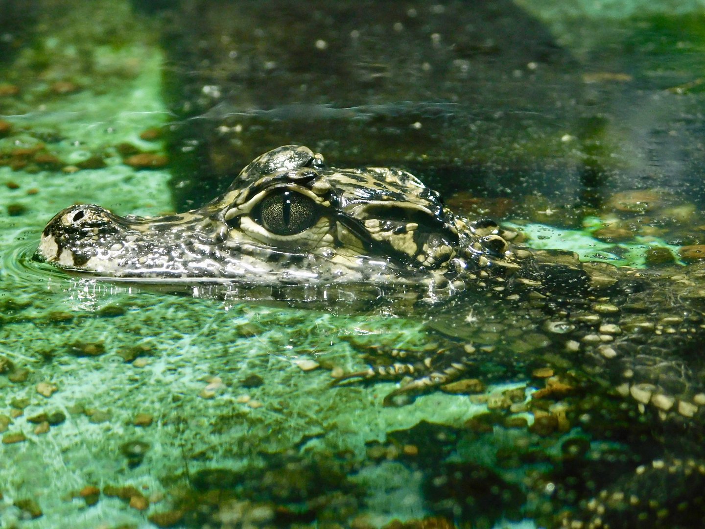Juvenile Chinese Alligator (Alligator sinensis) August 2, 2025
