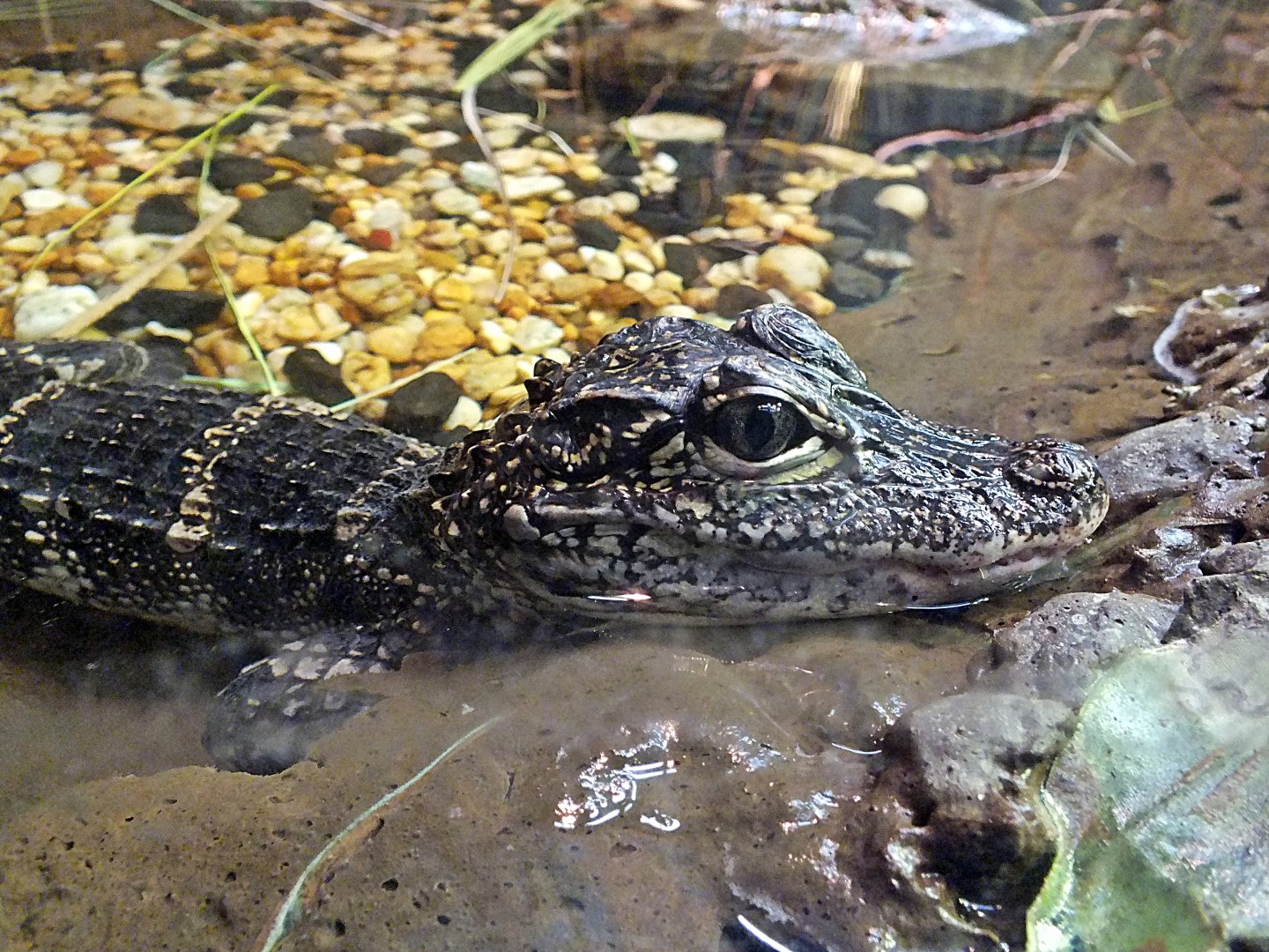 Juvenile Chinese alligator