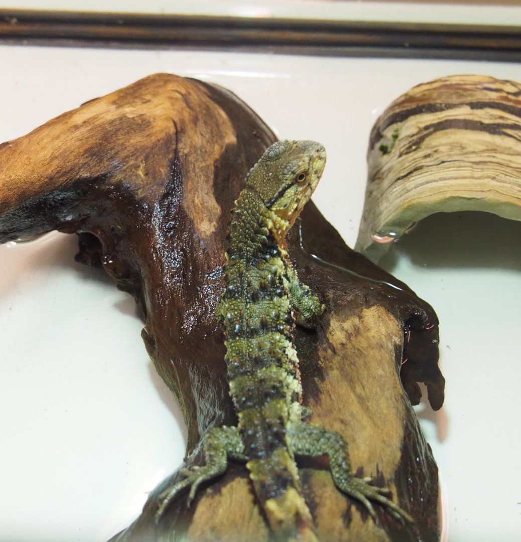 Juvenile Chinese crocodile lizard (Shinisaurus crocodilurus crocodilurus), 2022-03-16