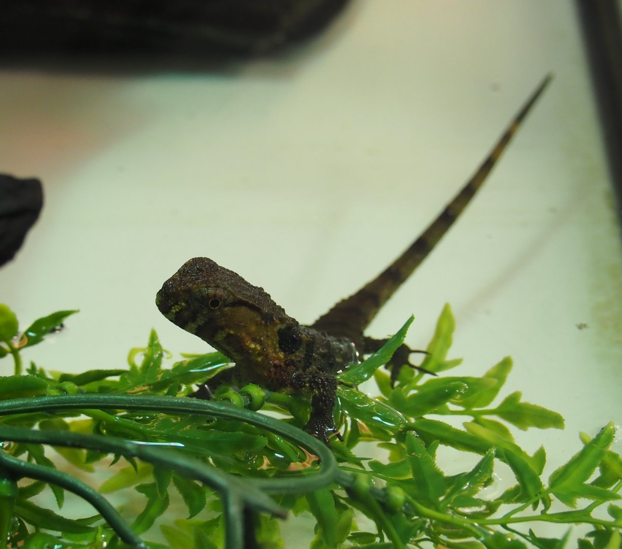 Juvenile Chinese crocodile lizard (Shinisaurus crocodilurus), Feb 27th, 2019