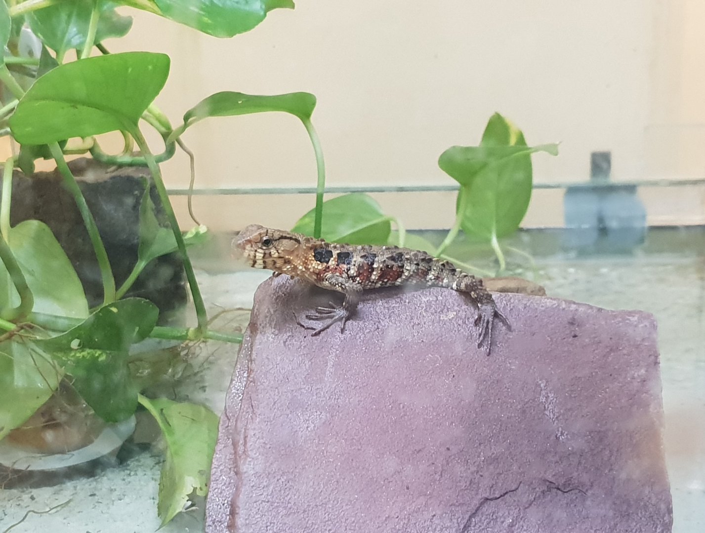 Juvenile Chinese crocodile-tailed lizard