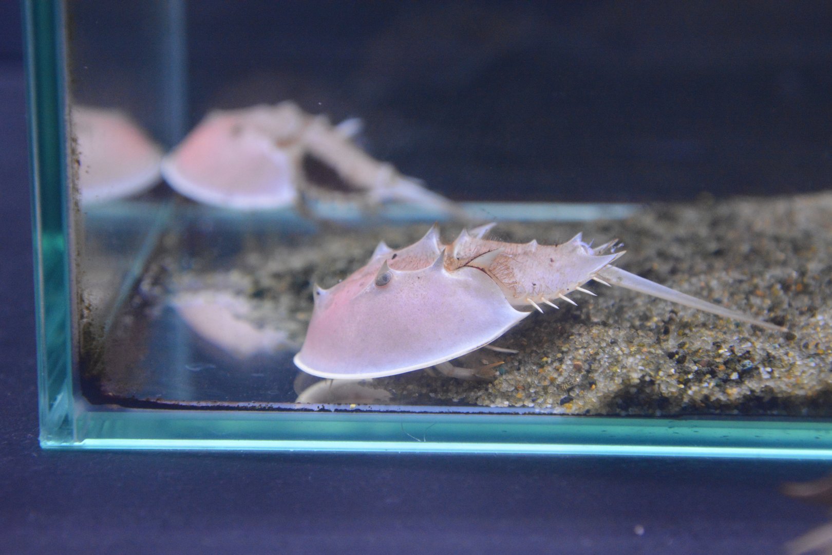 Juvenile Chinese horseshoe crab (Tachypleus tridentatus)