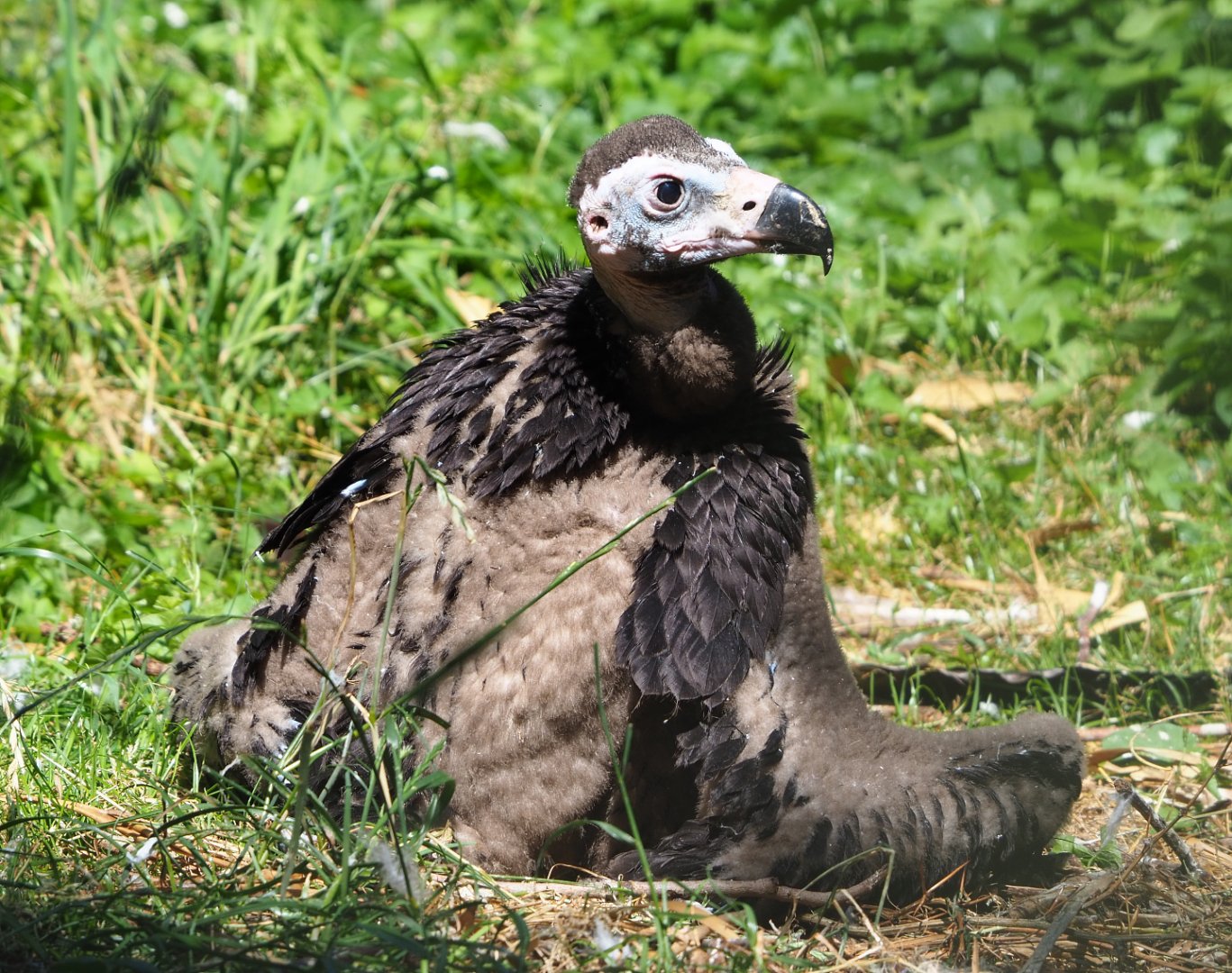 Juvenile Cinereous vulture (Aegypius monachus), 2022-06-28