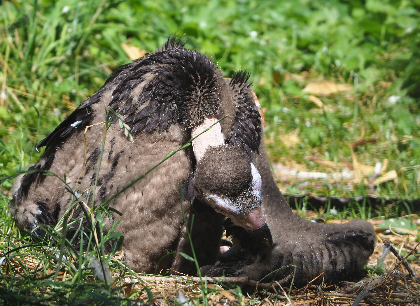 Juvenile Cinereous vulture (Aegypius monachus), 2022-06-28