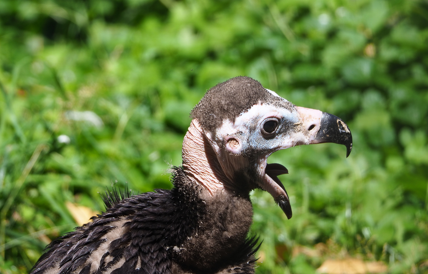 Juvenile Cinereous vulture (Aegypius monachus), 2022-06-28