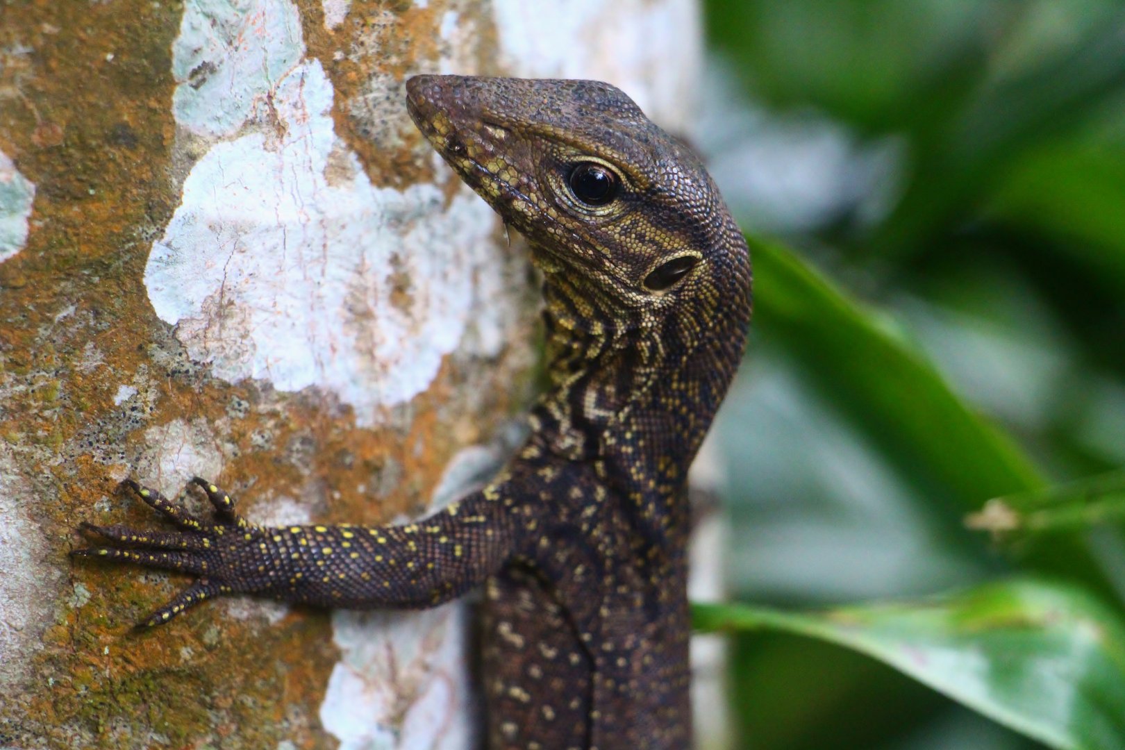 Juvenile Clouded Monitor