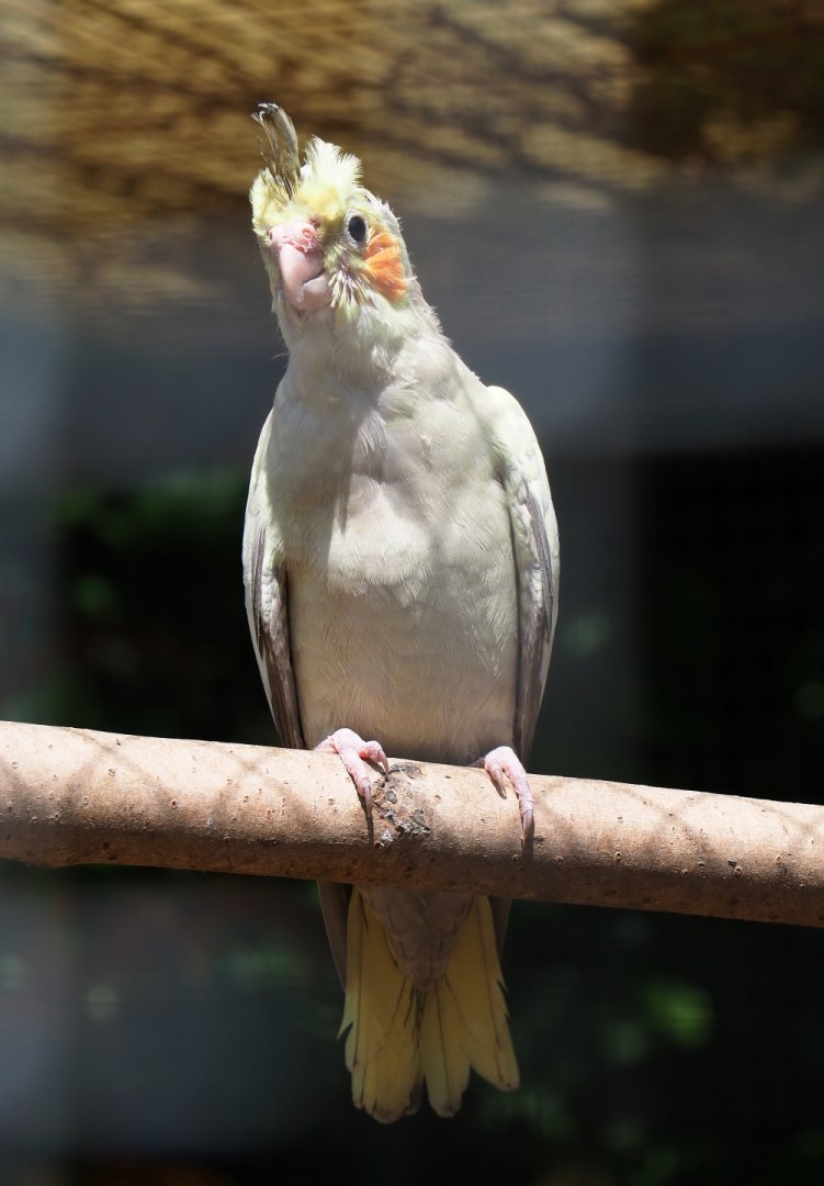 Juvenile cockatiel (Nymphicus hollandicus), 2019-06-01