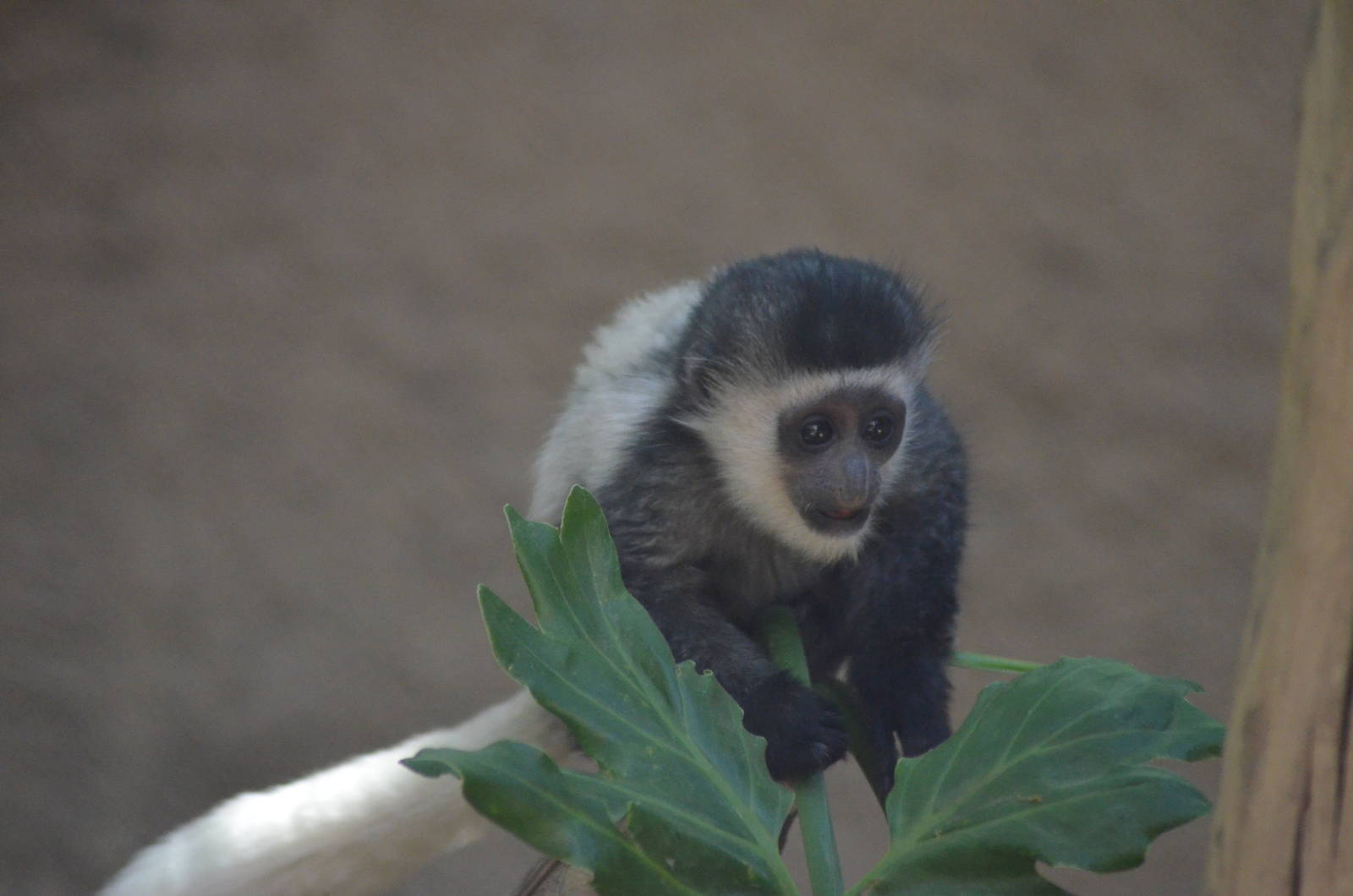 Juvenile Colobus Monkey