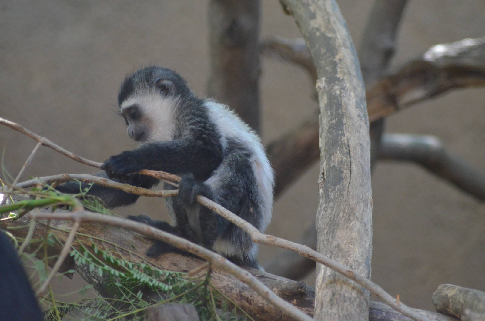 Juvenile Colobus monkey