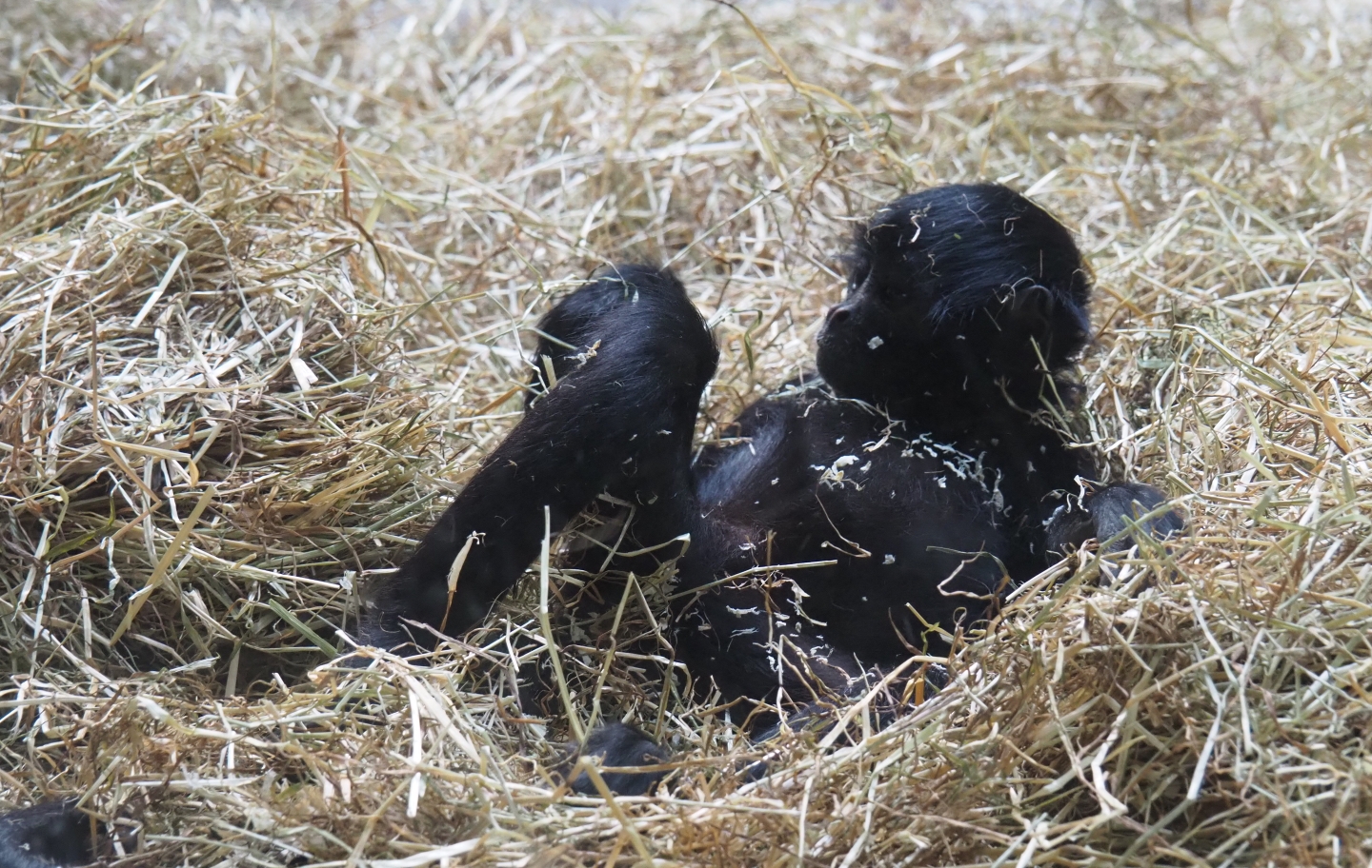 Juvenile Colombian black spider monkey (Ateles fusciceps rufiventris), Feb 27th, 2019