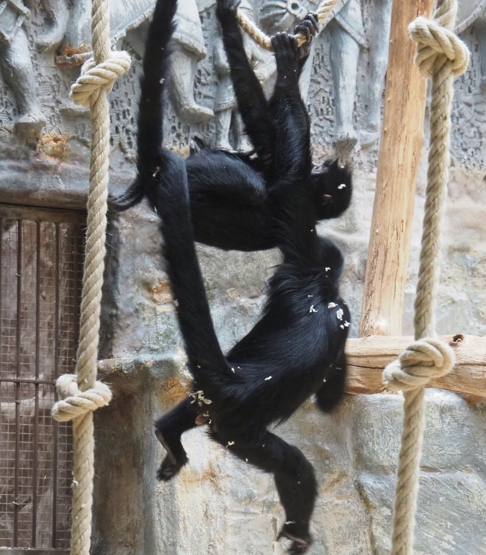 Juvenile Colombian black spider monkeys playing (Ateles fusciceps rufiventris), 2020-05-24
