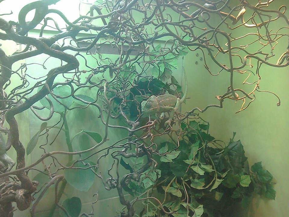 Juvenile Common Chameleon - 25/01/15