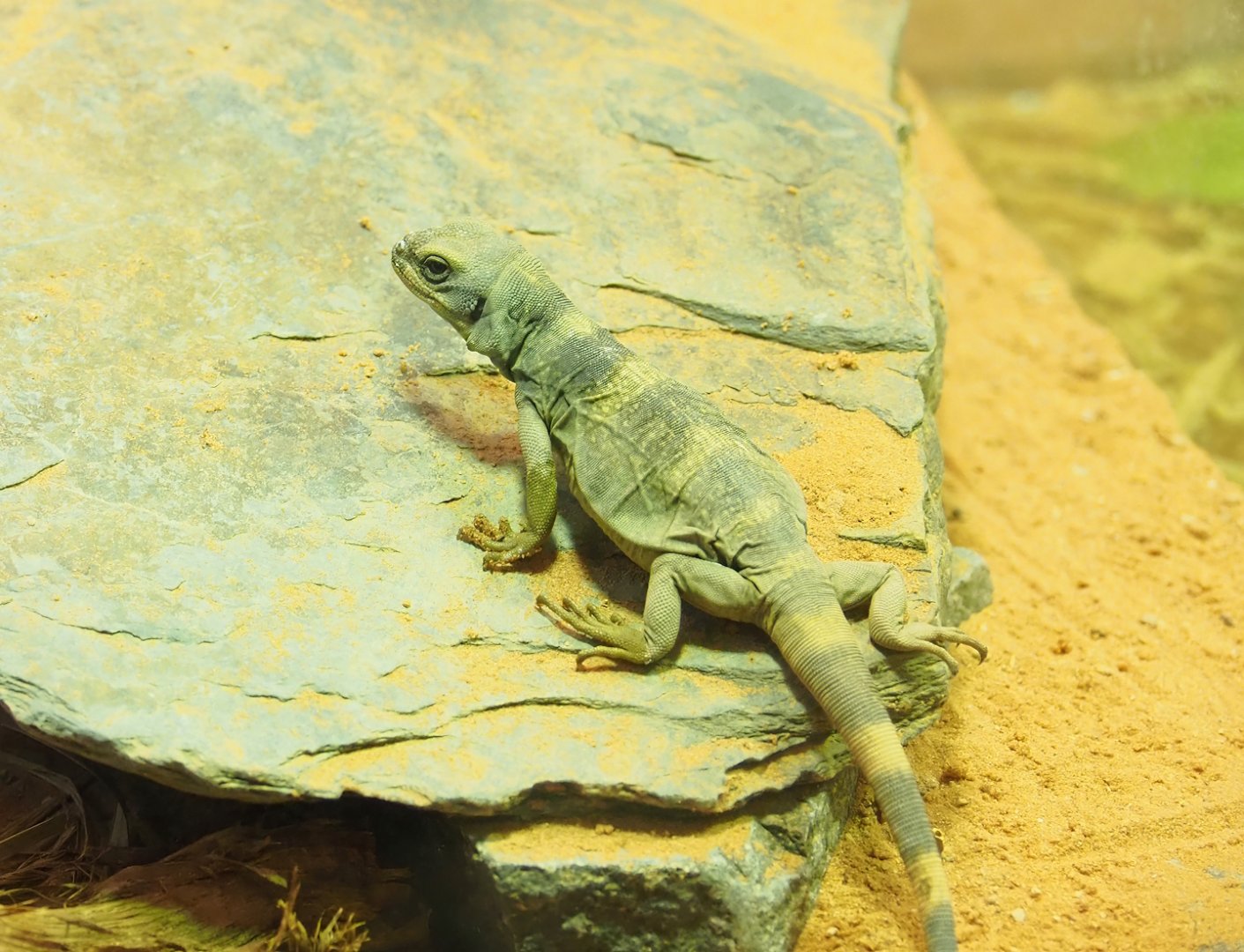 Juvenile Common chuckwalla (Sauromalus ate), 2023-04-08