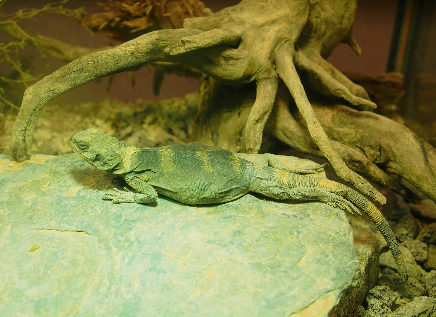 Juvenile Common chuckwalla (Sauromalus ater), 2023-07-22