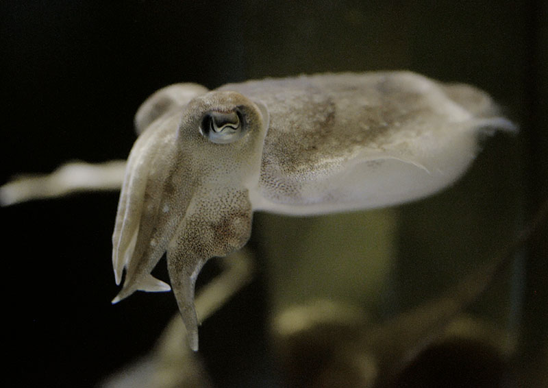 Juvenile common cuttlefish