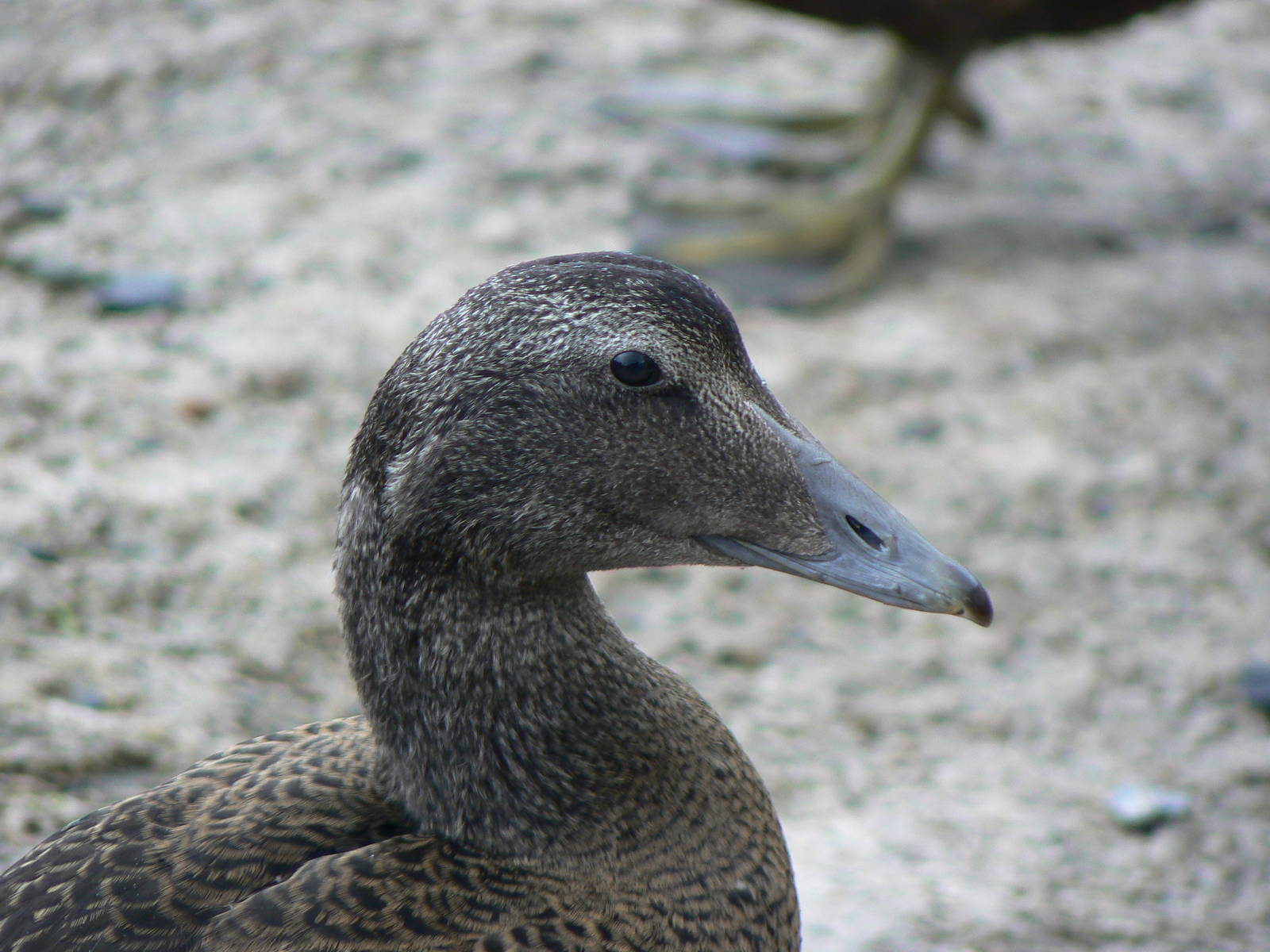 Juvenile Common Eider - 3 August 2016, Seahouses Harbour