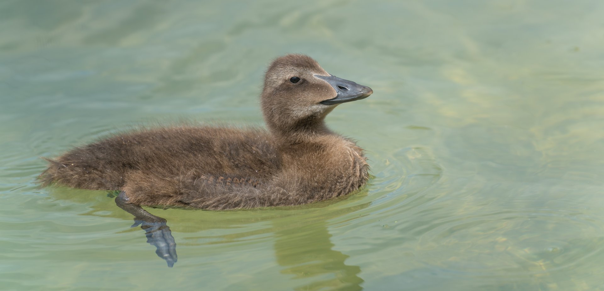 Juvenile Common Eider, ZSL Whipsnade, UK