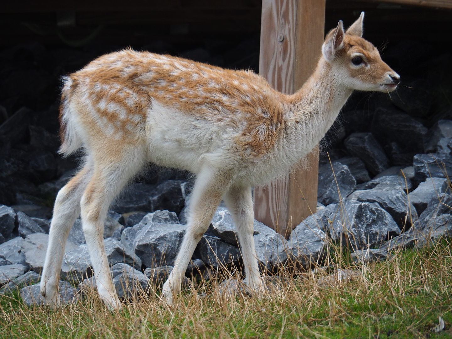 Juvenile Common fallow deer (Dama dama), 2020-09-03