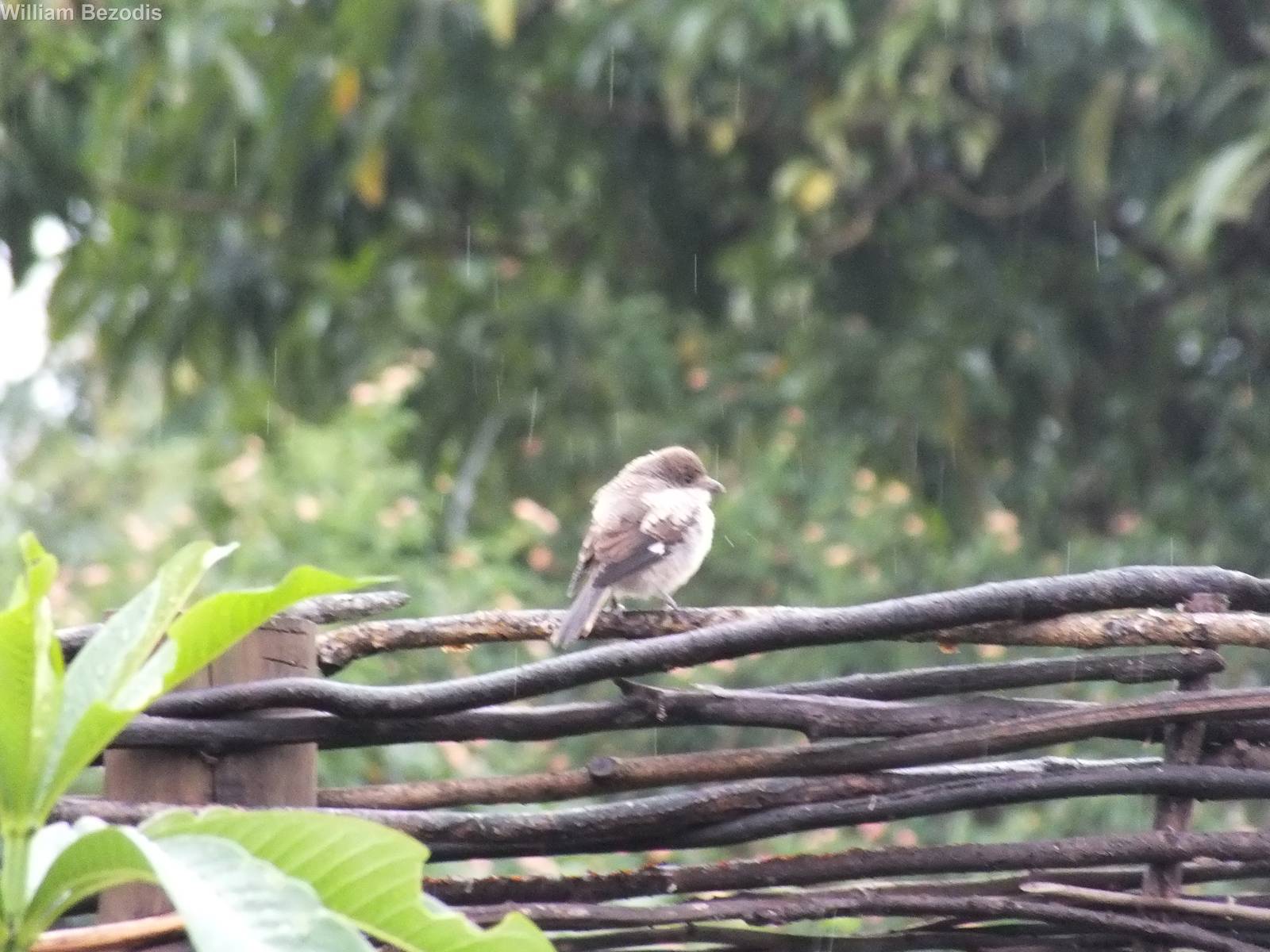 Juvenile common fiscal