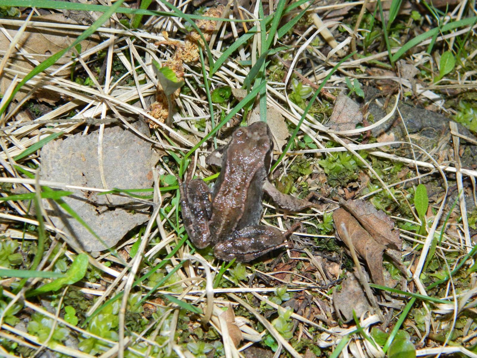 Juvenile common frog