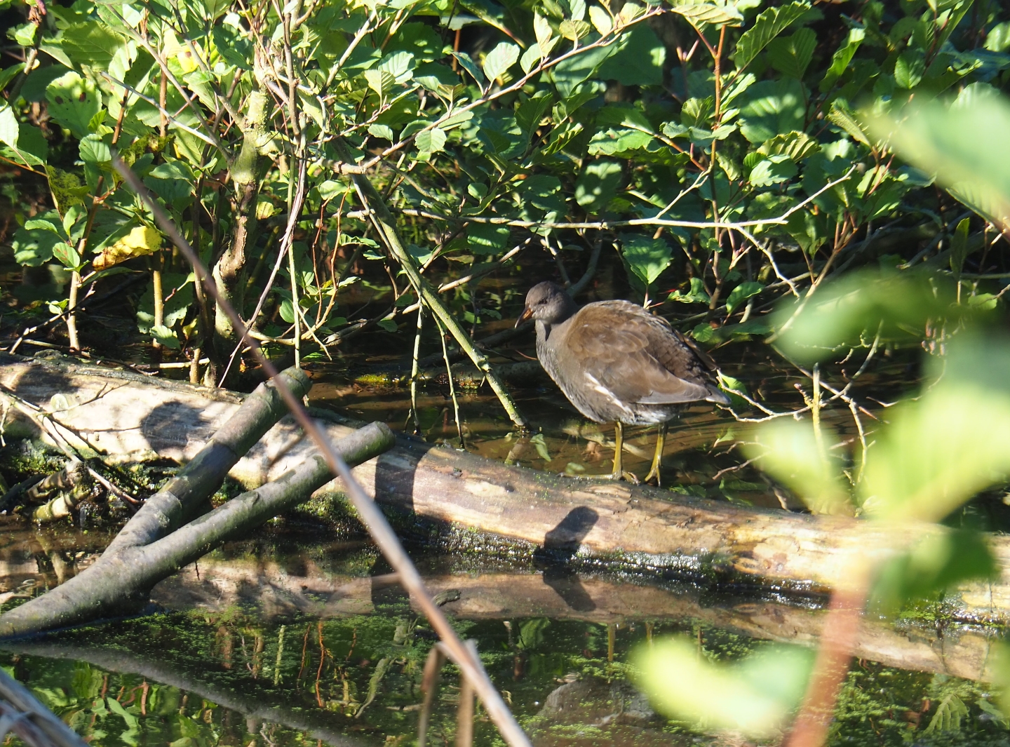 Juvenile common moorhen (Gallinula chloropus), Oct 13th, 2018