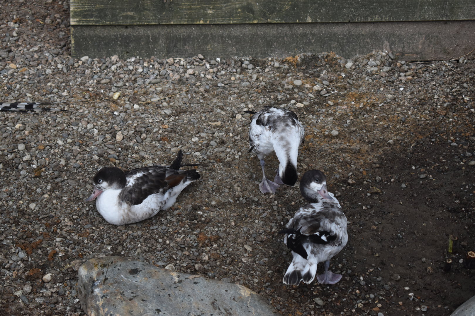 Juvenile common shelducks