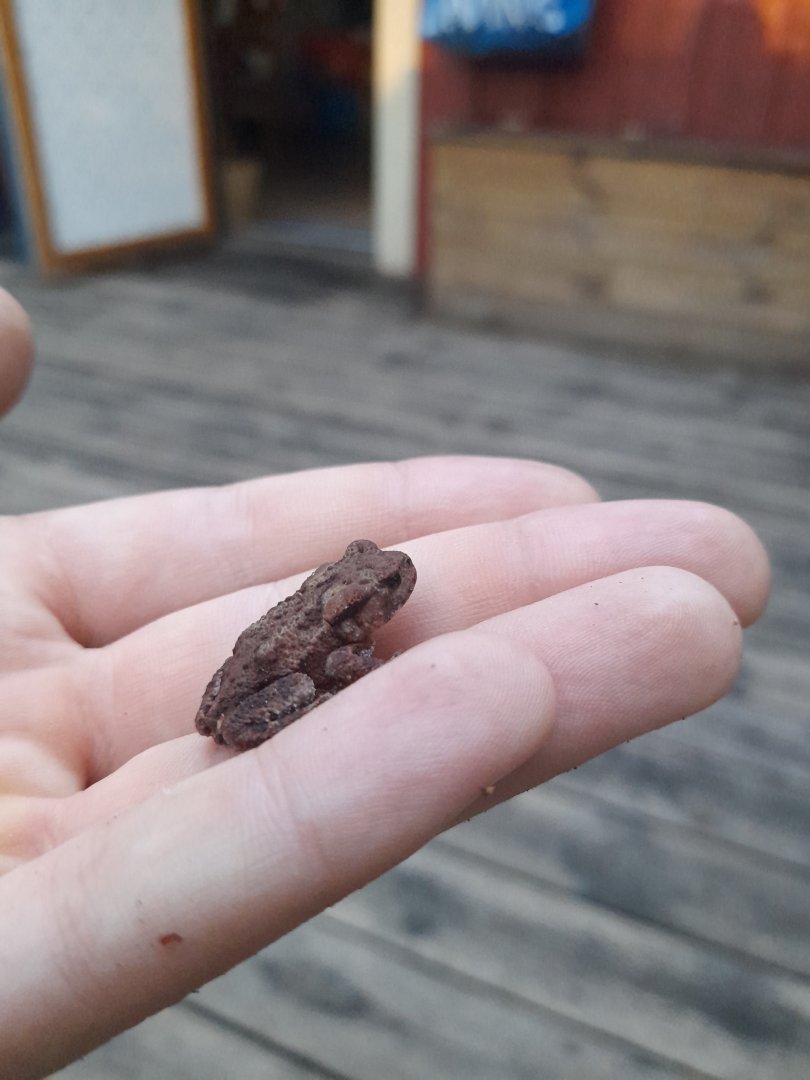 Juvenile Common toad (Bufo bufo)