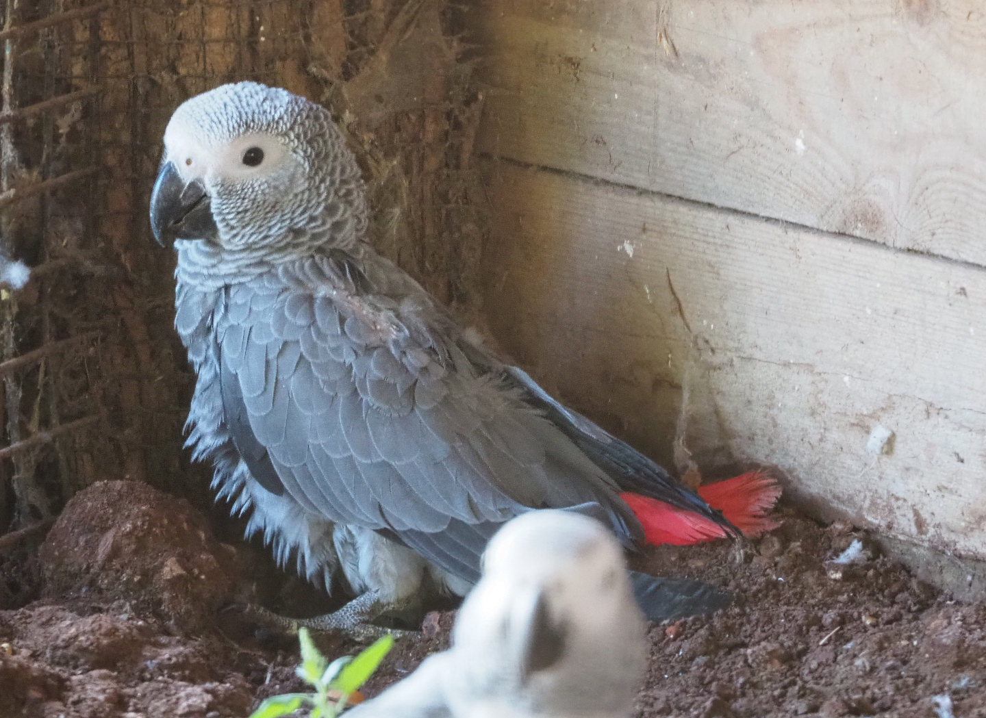 Juvenile Congo African grey parrot (Psittacus erithacus erithacus), 2020-09-02