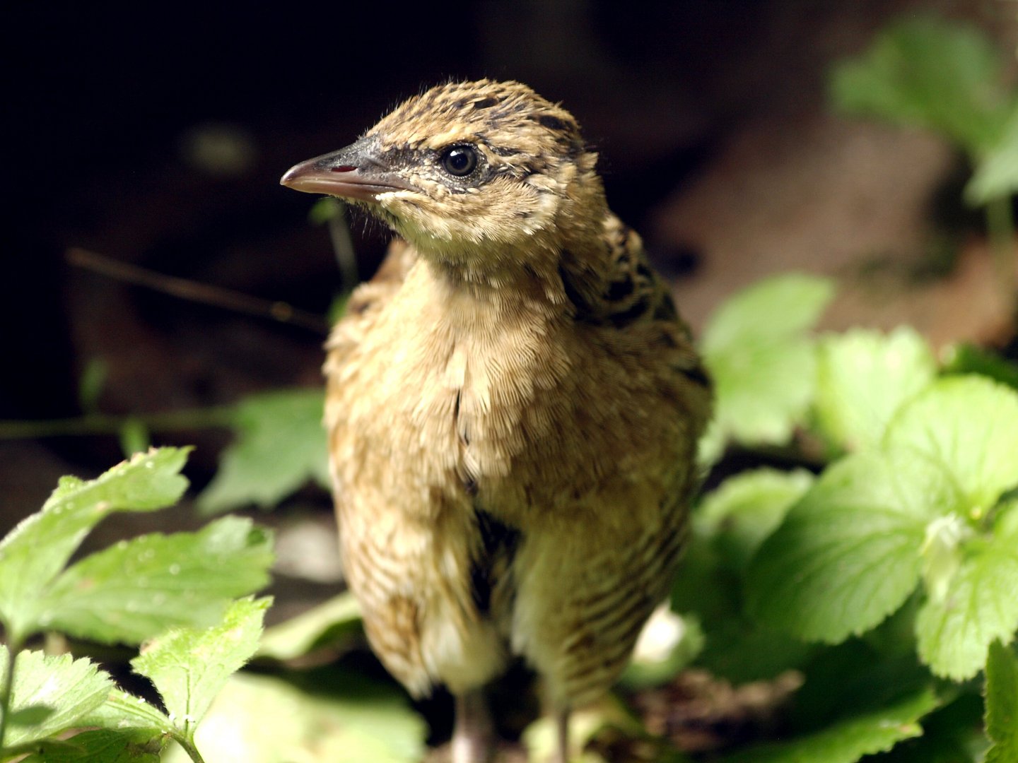 Juvenile corncrake