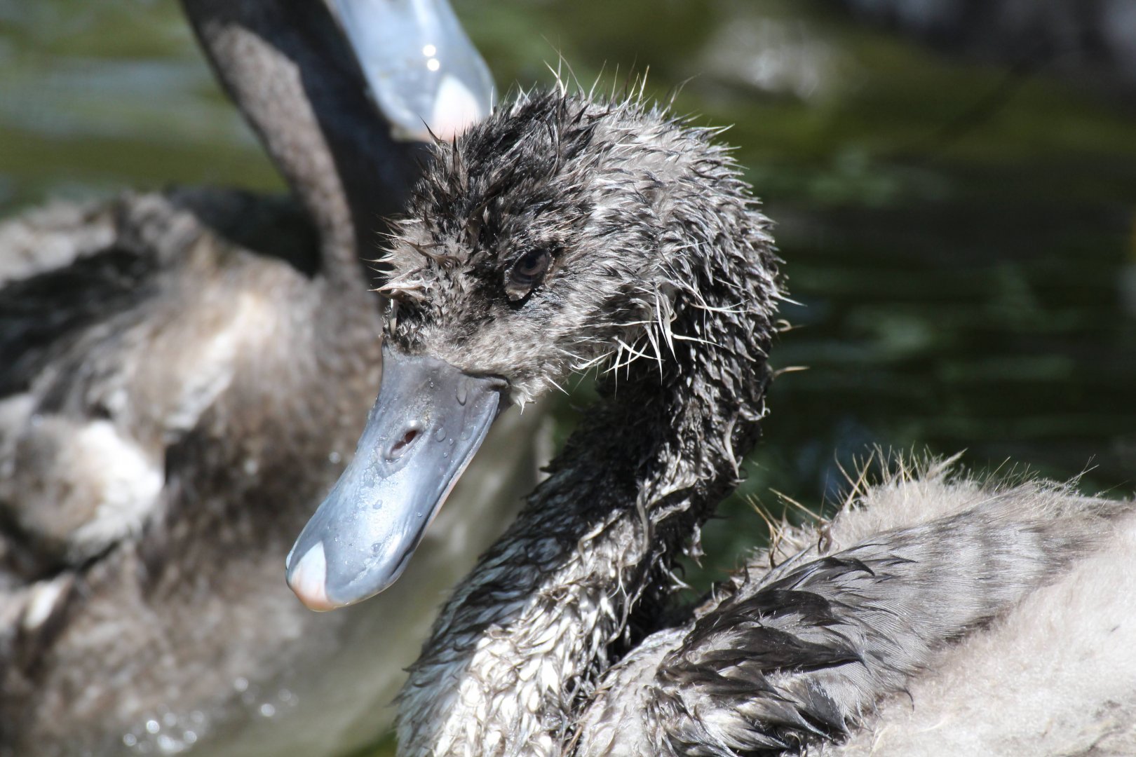 Juvenile Coscoroba Swan